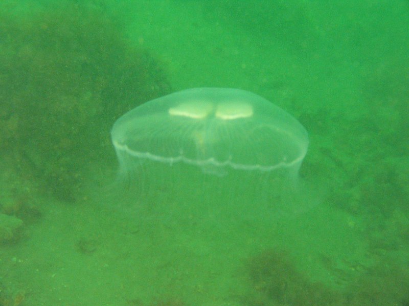 2012-05-12 12-59-04 Ludo.JPG